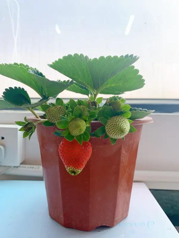 草莓种植方法盆栽