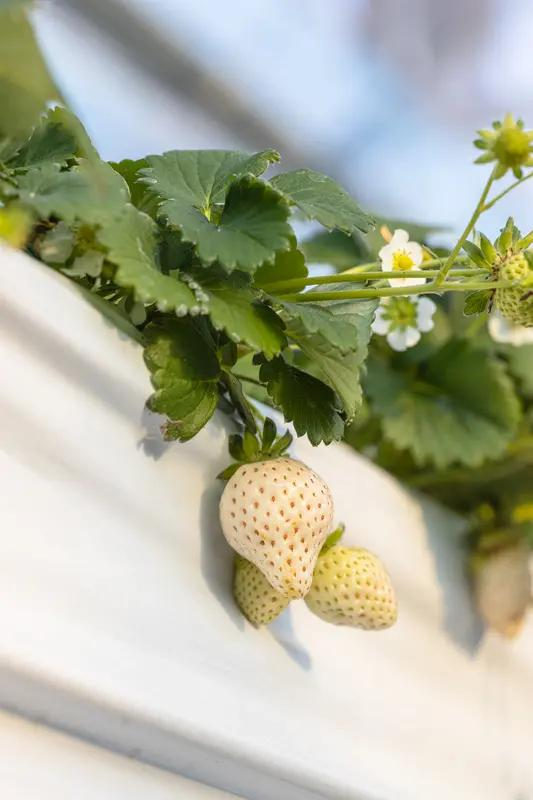 草莓种植方法盆栽