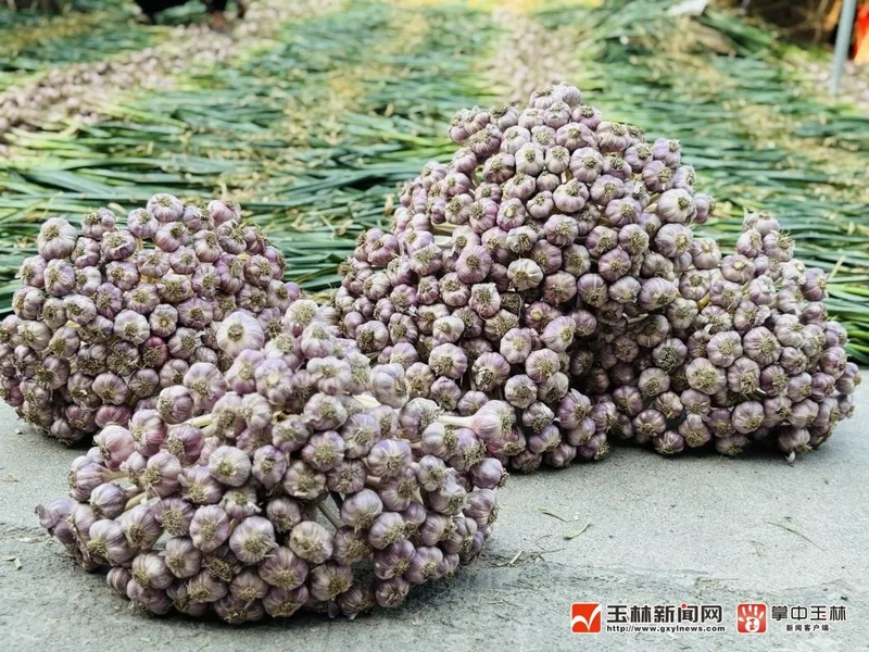 大蒜种植技术视频