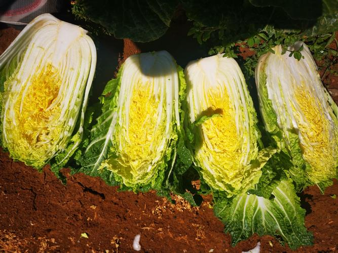 娃娃菜的种植方法