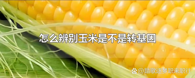 水果玉米种植技术