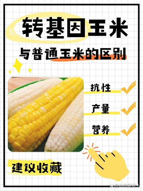 水果玉米种植技术