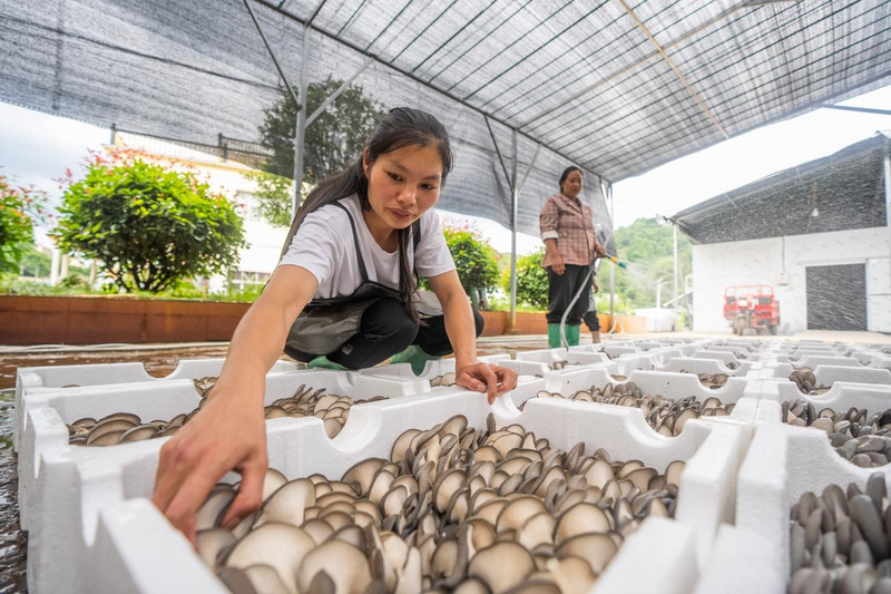 蘑菇种植方法图示