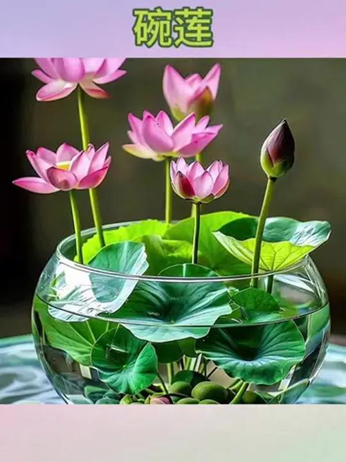 碗莲无土种植方法图解