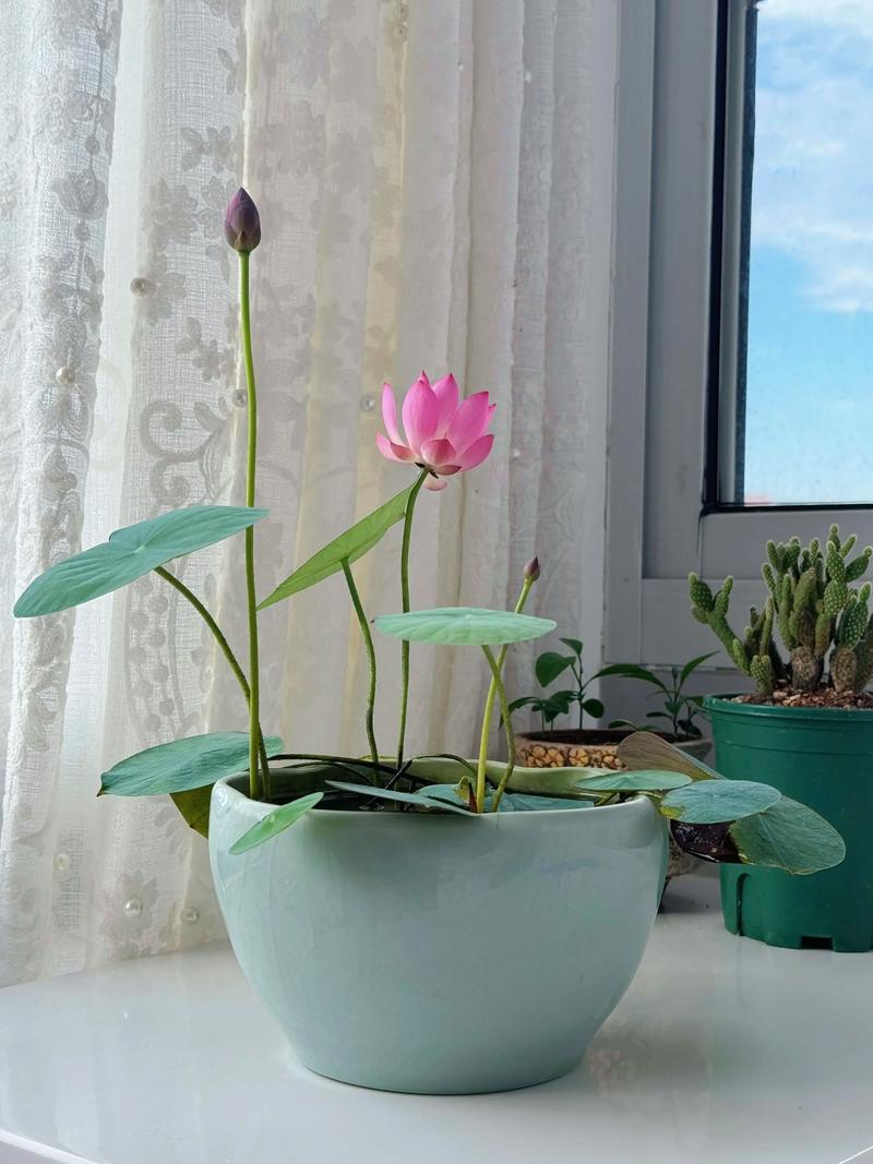 碗莲无土种植方法图解