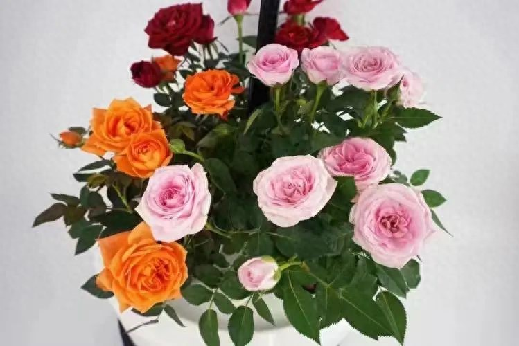 滇红玫瑰花种植技术