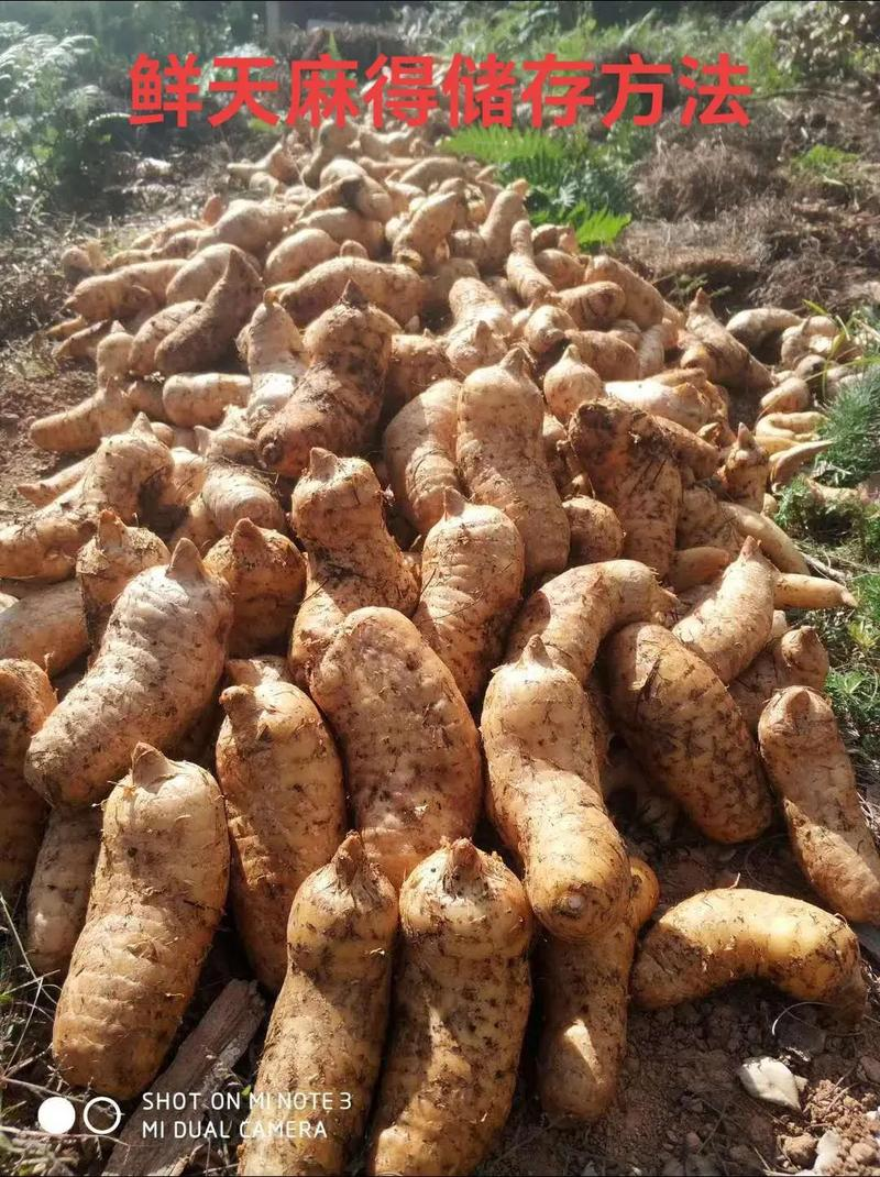 蘑菇种植方法图示