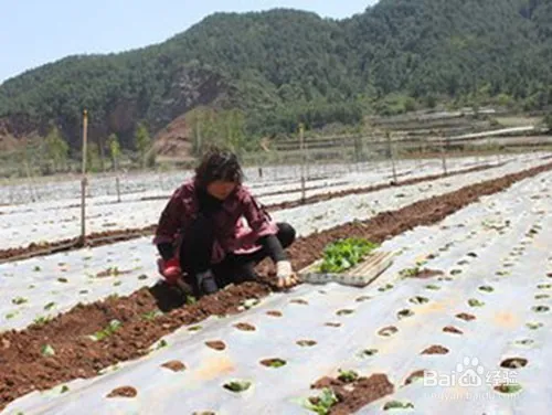 娃娃菜的种植方法
