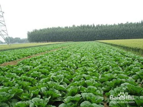 娃娃菜的种植方法