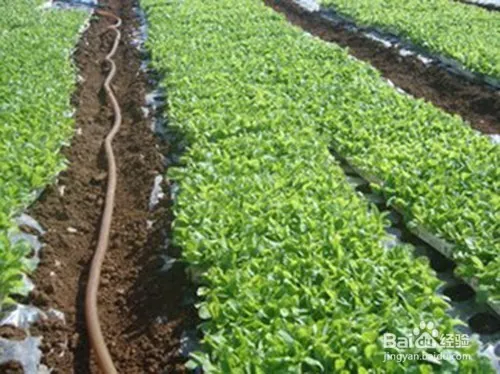 娃娃菜的种植方法
