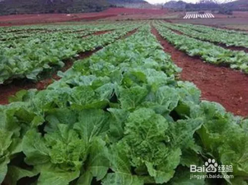 娃娃菜的种植方法