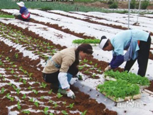 娃娃菜的种植方法