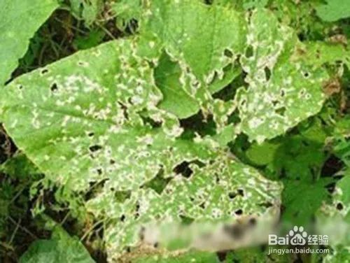 娃娃菜的种植方法