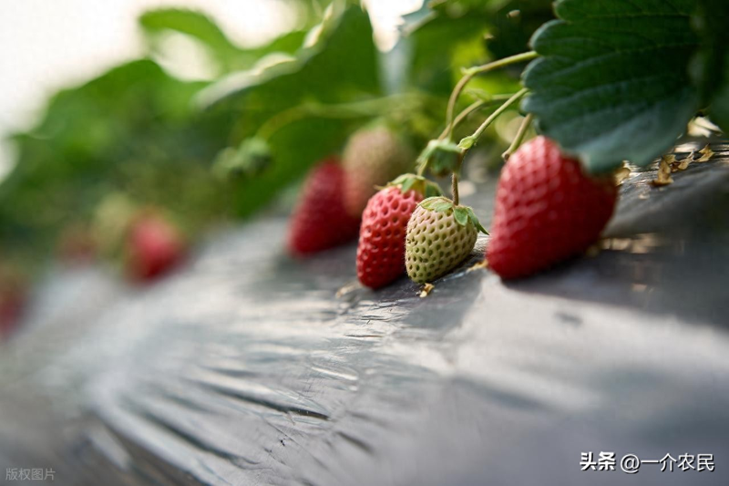 草莓种植方法盆栽