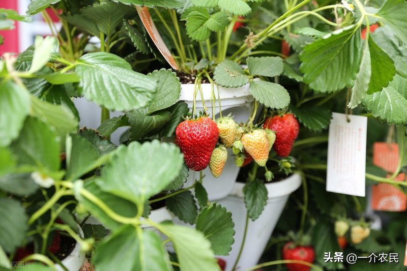 草莓种植方法盆栽