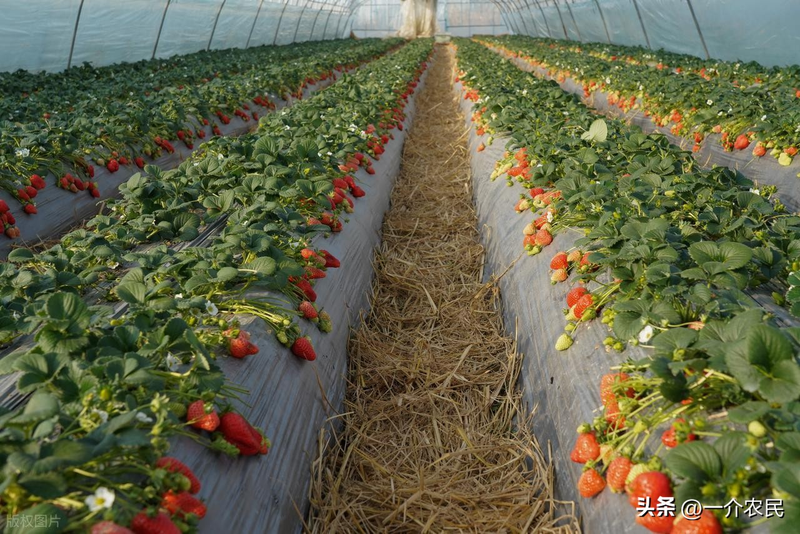 草莓种植方法盆栽