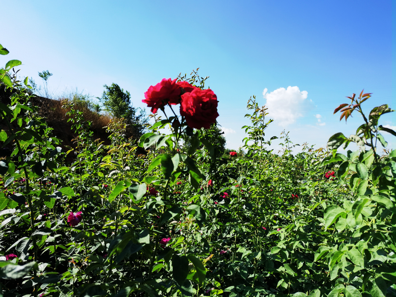 滇红玫瑰花种植技术
