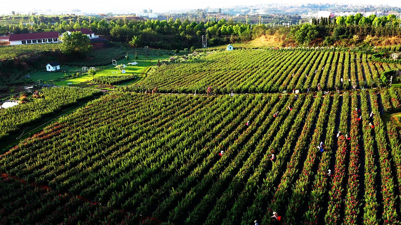 滇红玫瑰花种植技术