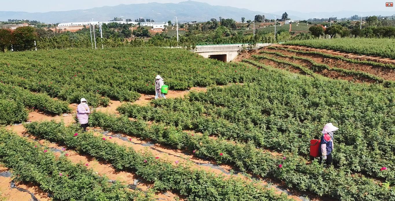 滇红玫瑰花种植技术