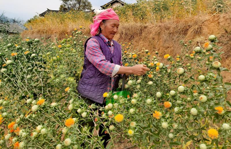 滇红玫瑰花种植技术