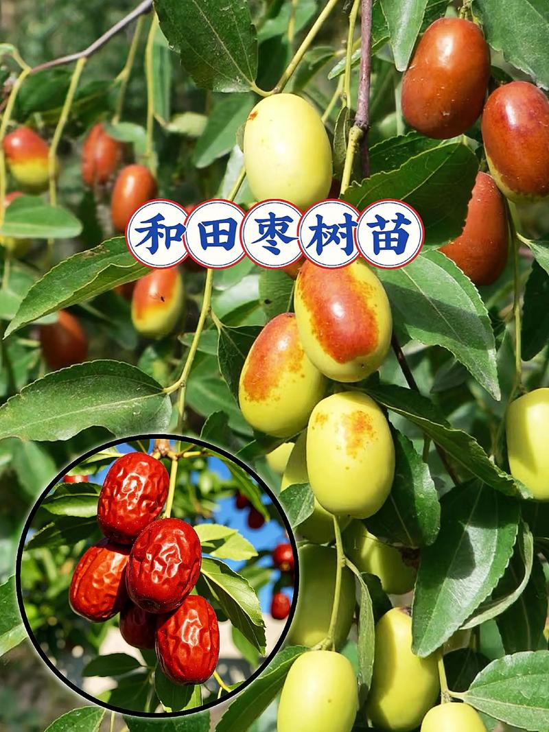和田大枣种植方法