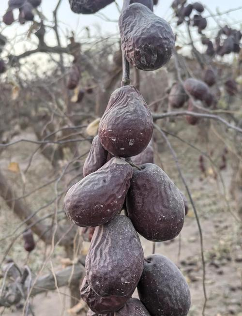 和田大枣种植方法