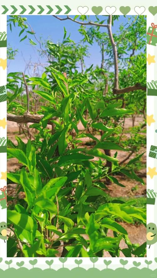 和田大枣种植方法