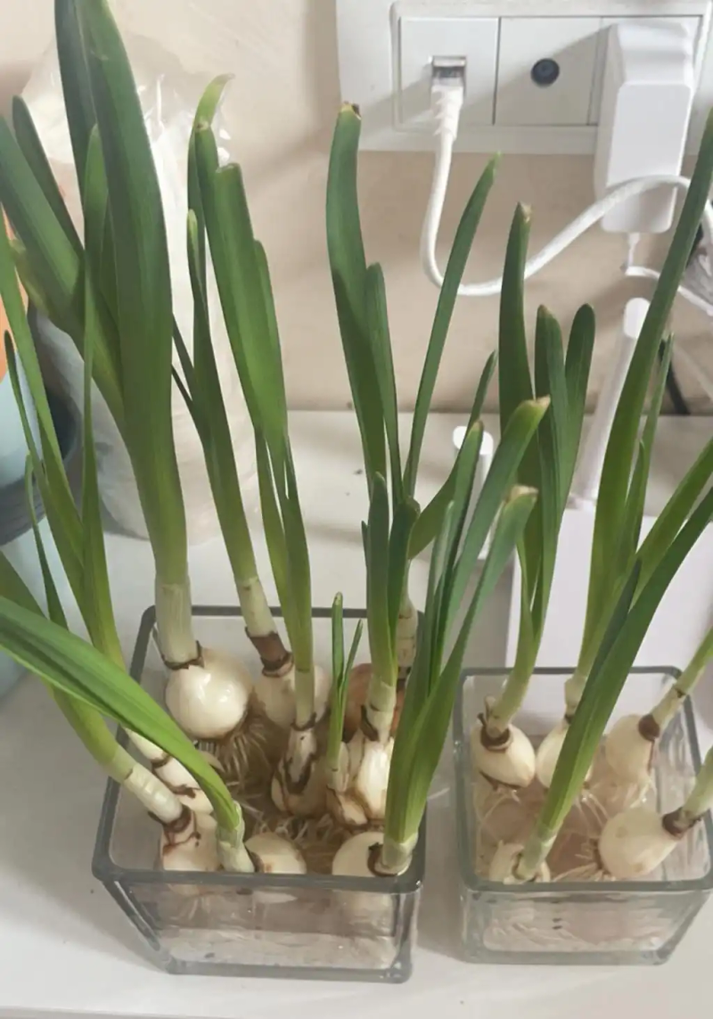 郁金香种子种植方法