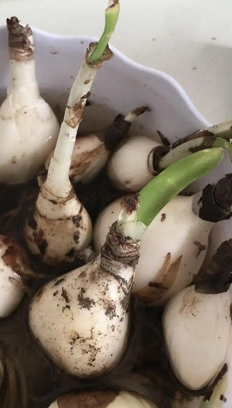 郁金香种子种植方法