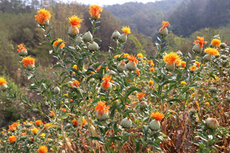 滇红玫瑰花种植技术