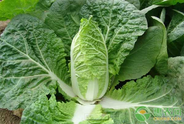 娃娃菜的种植方法