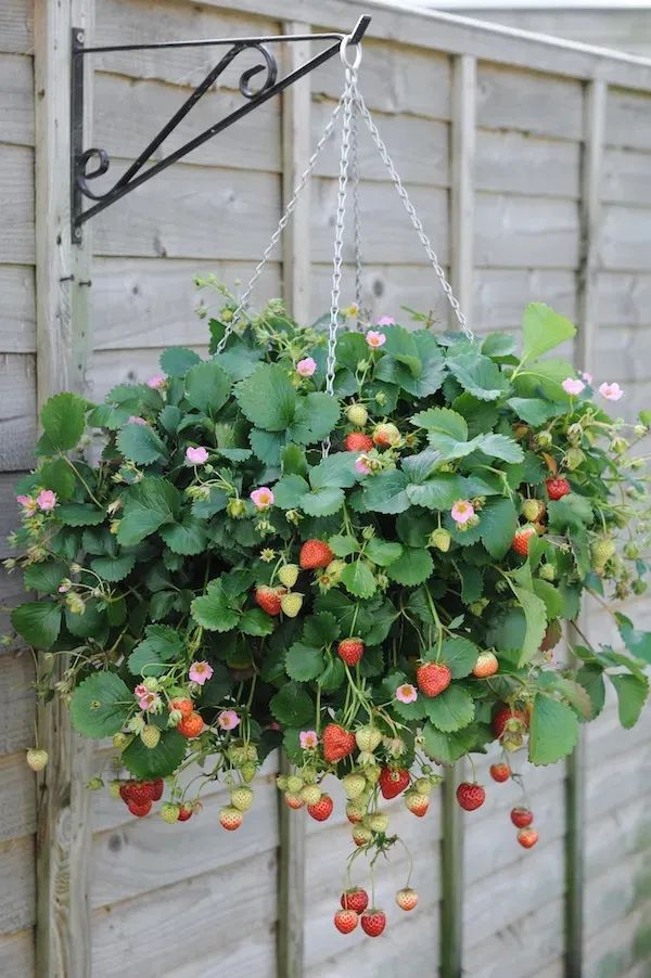 草莓种植方法盆栽