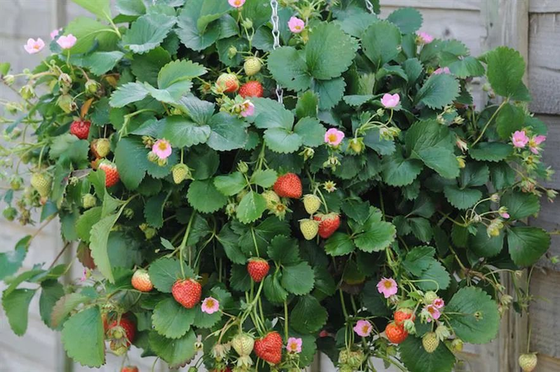 草莓种植方法盆栽