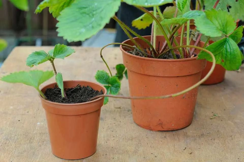 草莓种植方法盆栽