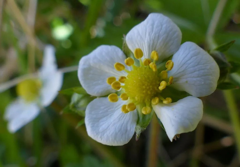 草莓种植方法盆栽