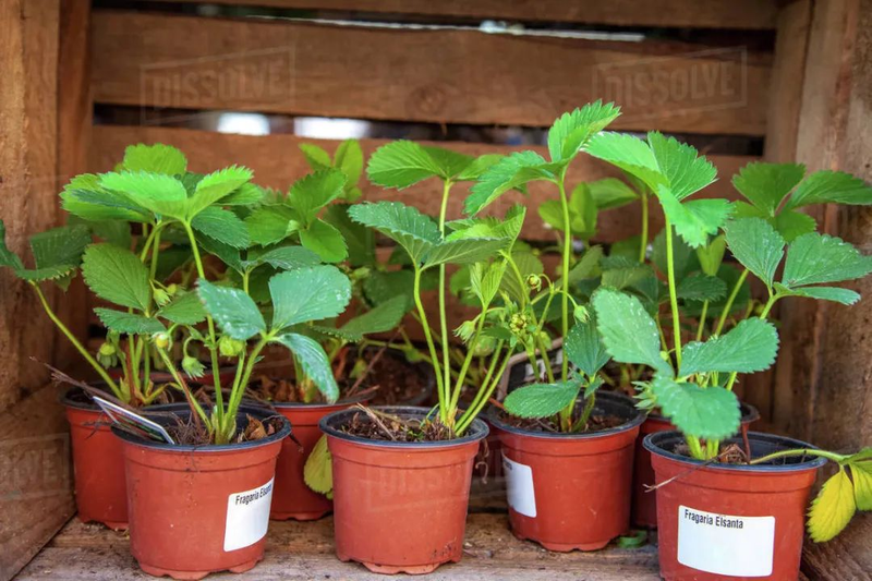 草莓种植方法盆栽