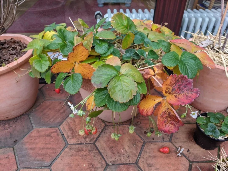 草莓种植方法盆栽