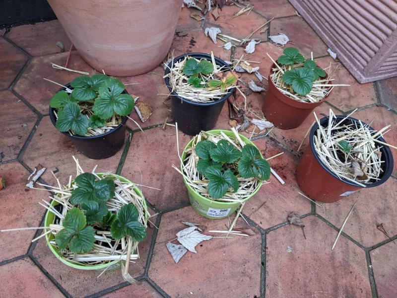 草莓种植方法盆栽