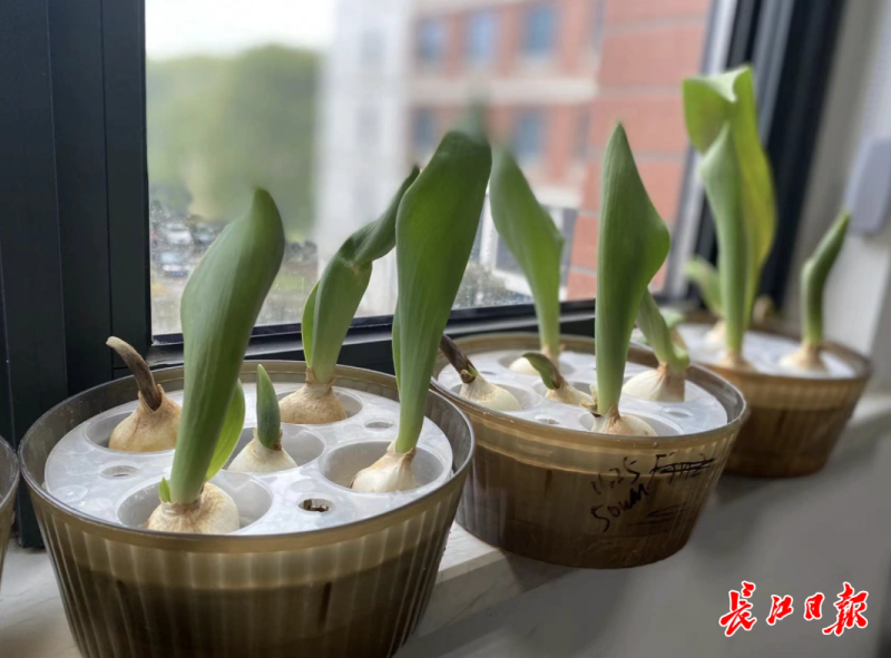 郁金香种子种植方法