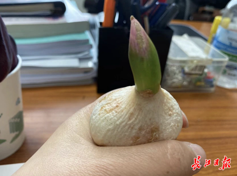 郁金香种子种植方法