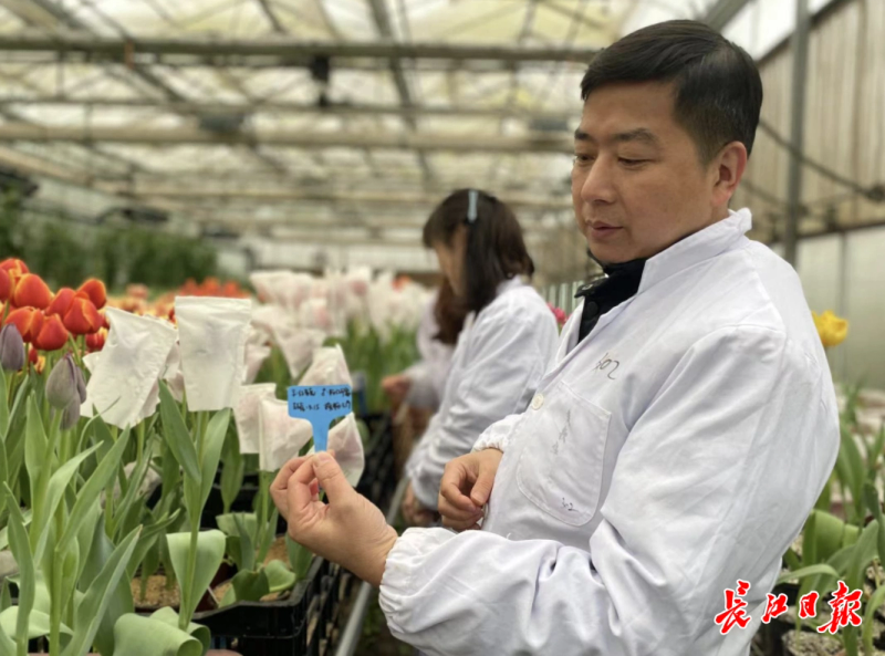 郁金香种子种植方法