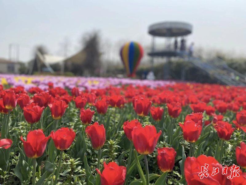 郁金香种子种植方法