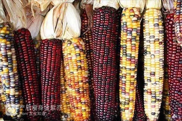 水果玉米种植技术