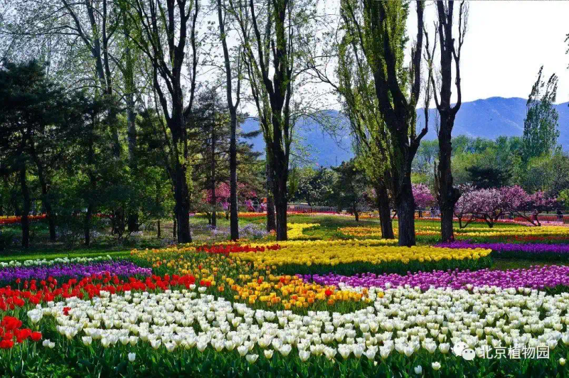 郁金香种子种植方法