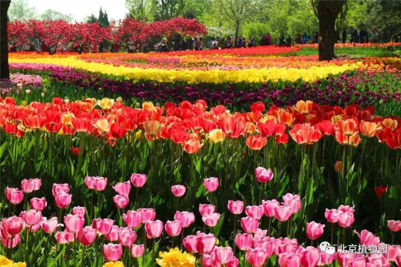 郁金香种子种植方法