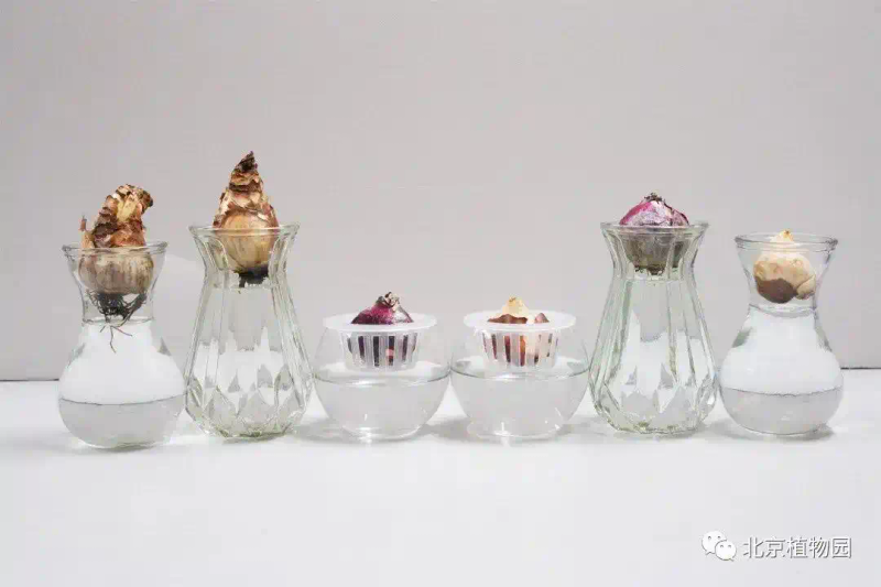 郁金香种子种植方法