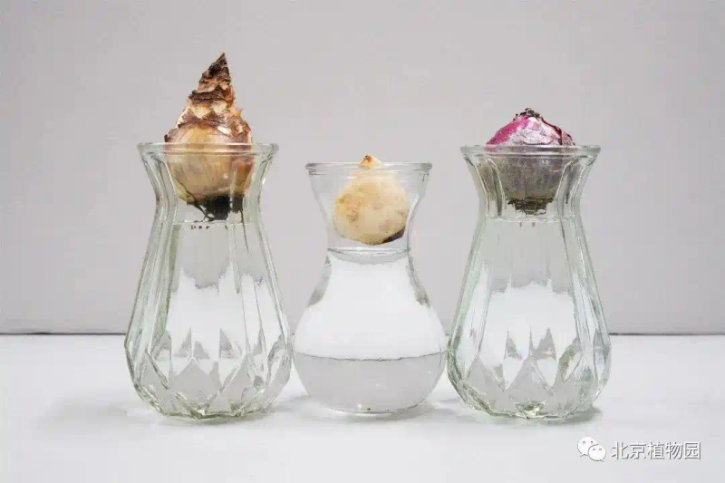 郁金香种子种植方法