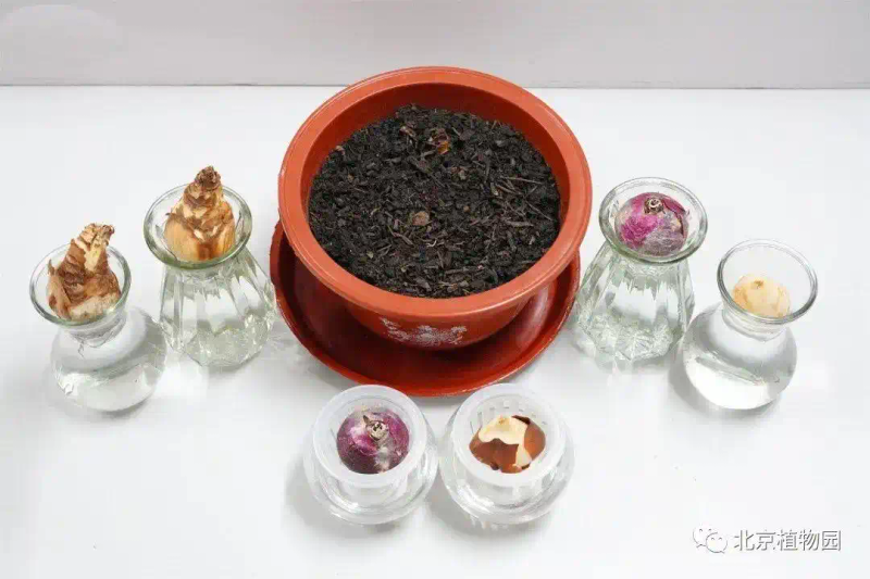 郁金香种子种植方法