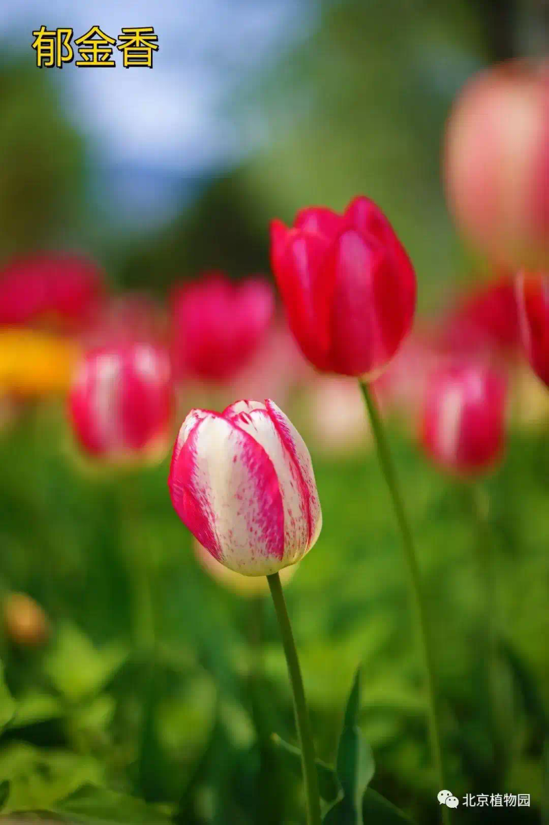 郁金香种子种植方法