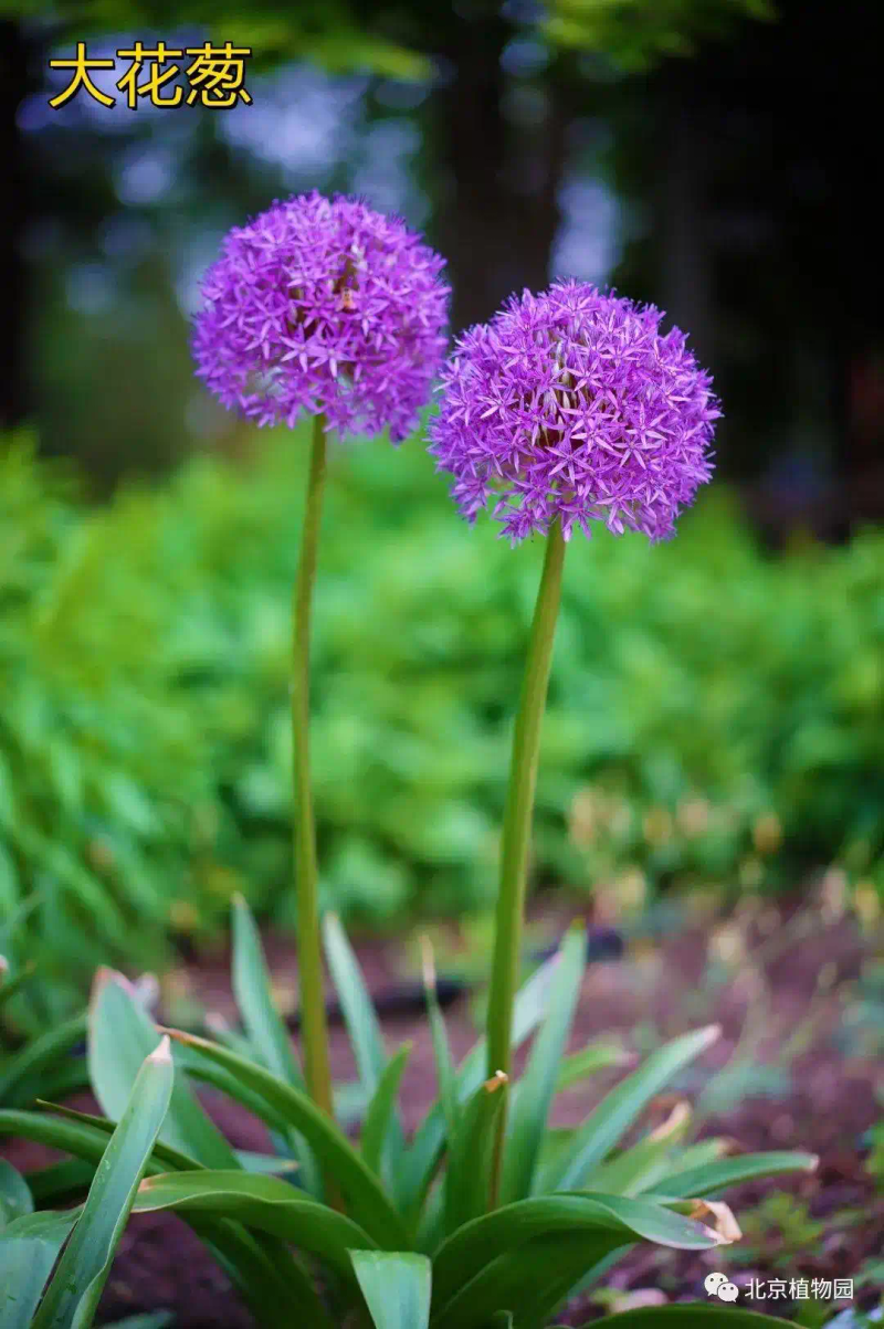 郁金香种子种植方法